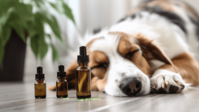 How Much Cbd Dog