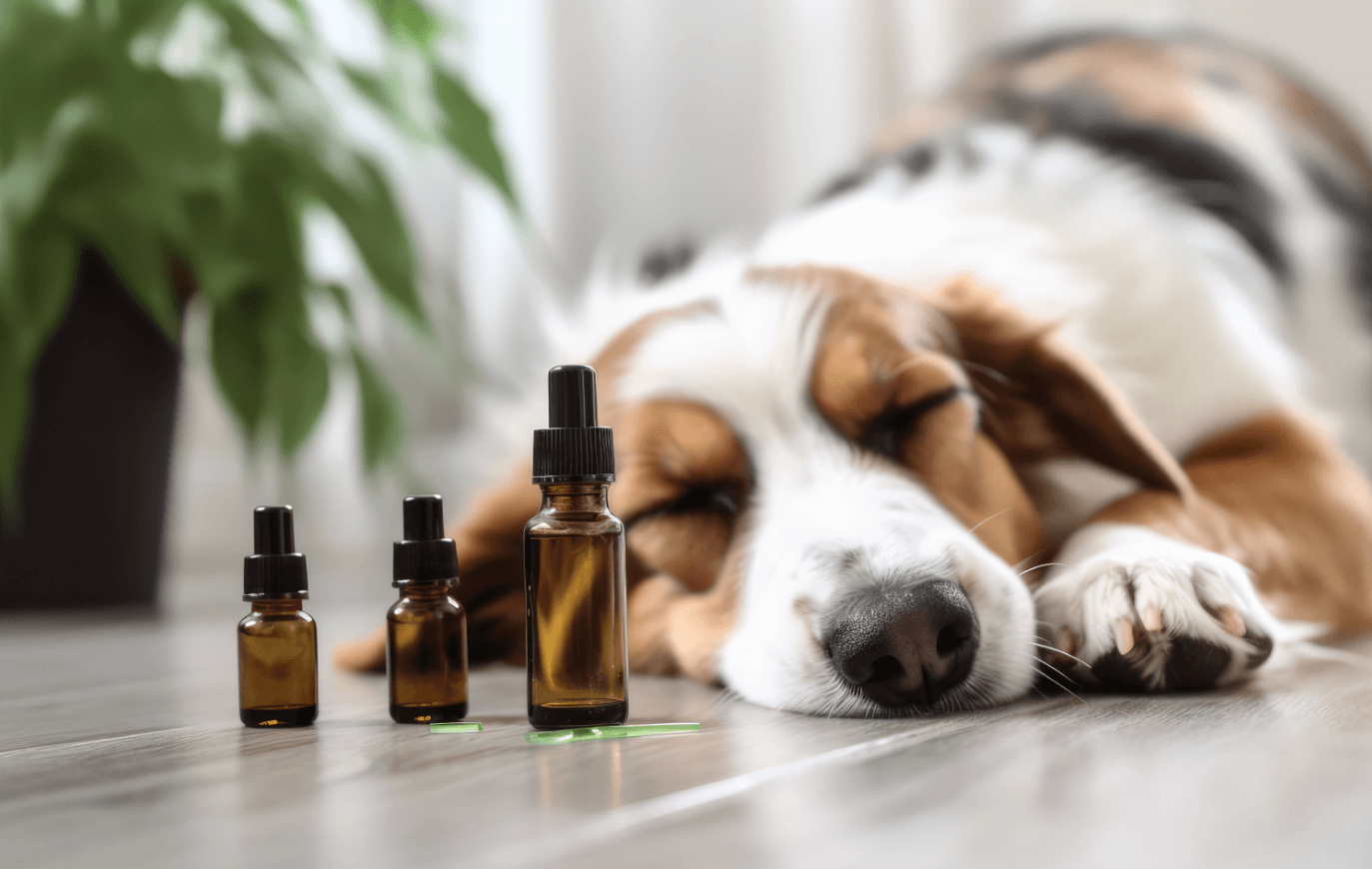 How Much Cbd Dog