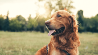 How Much Cbd Oil Should I Give My Dog