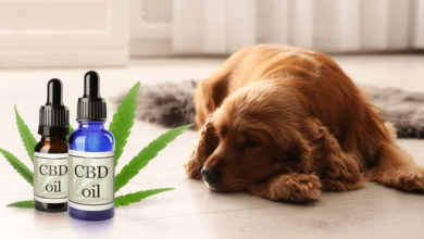 How Much Cbd for a Dog