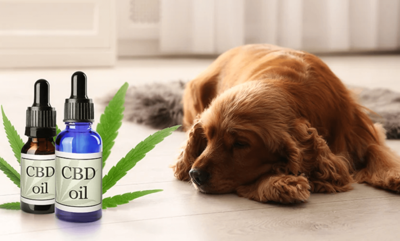 How Much Cbd for a Dog