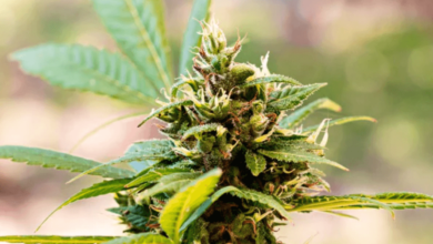 How to Tell if Weed Is CBD