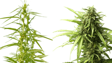 How to Tell the Difference Between Cbd Weed and Normal Weed