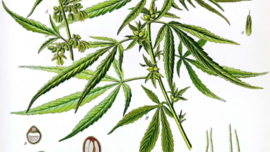 Breaking Down the Anatomy of a Cannabis Bud Explained