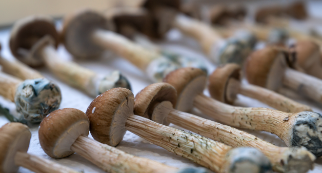 Shrooms vs Weed: Which Is Stronger, Safer, and Longer Lasting?